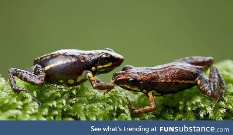 Froggo Fun #472 - "Shush!"