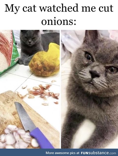 Onions make me feel things... - Gato, probably