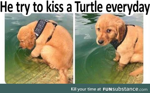 Kiss a turtle everyday