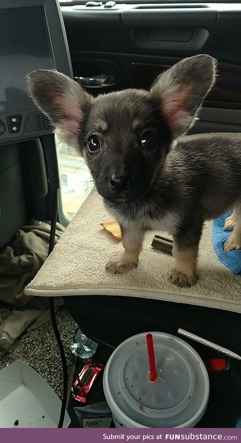 Puppy I found in the oilfields of West Texas. Named him Dobby