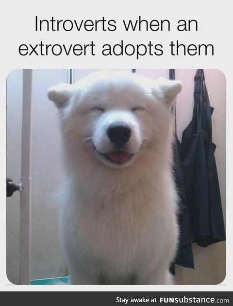 When an introvert gets adopted by an extrovert