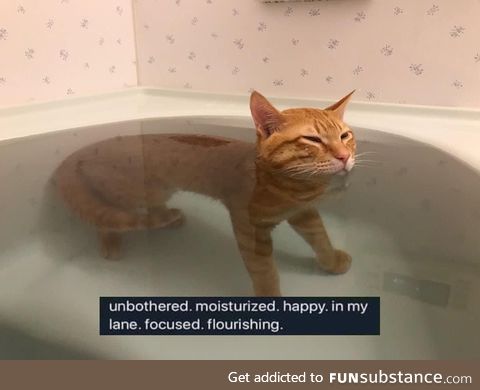 Self-improvement cat