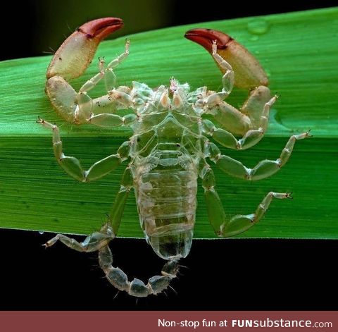 Scorpion molts are metal