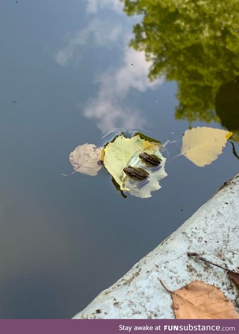 Froggo Fun #480 - Two Bros Chillin' on a Leaf