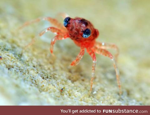 Baby crabbies are cute, turns out