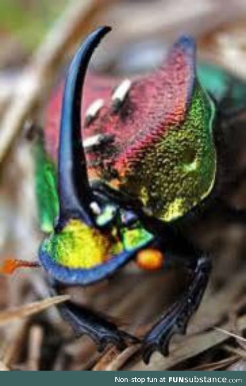 Rainbow Scarab (Phanaeus vindex)