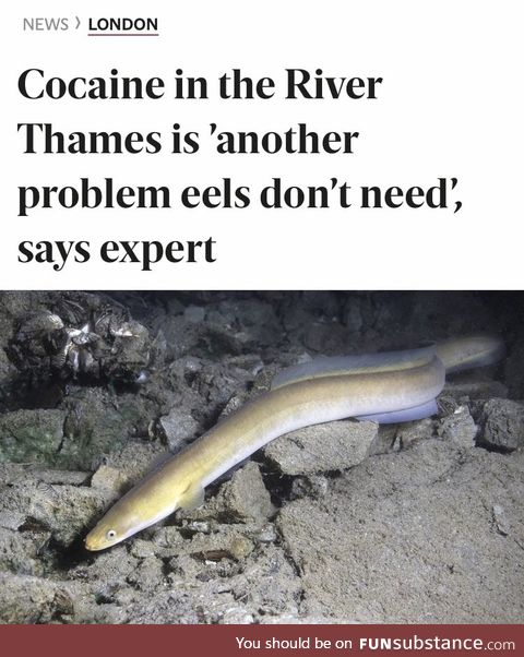 The eels have had enough!