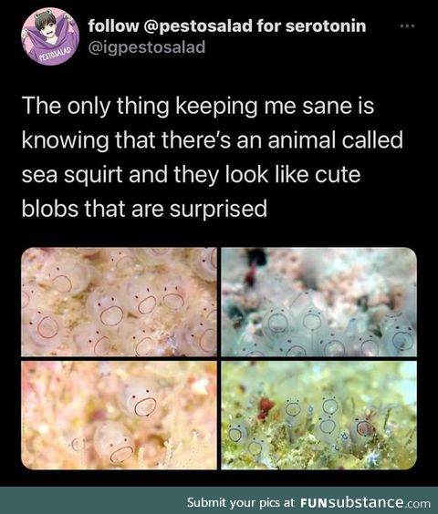 Sea Squirt