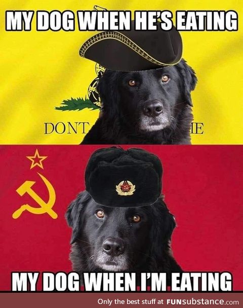 Politically savvy dog