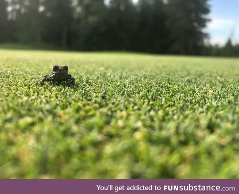 Froggo Fun #507 - "This some nice grass."