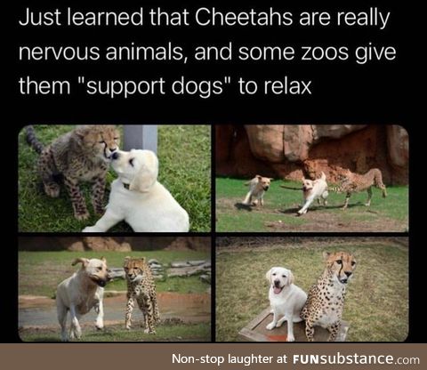 Cats Need Support Dogs Too