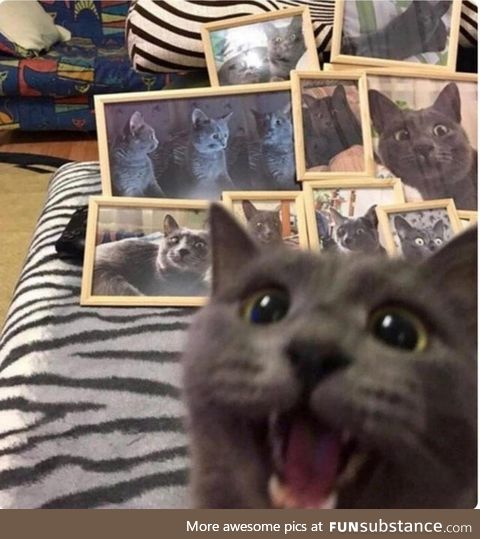 I Suspect This Cat May Slightly Enjoy Having Their Picture Taken