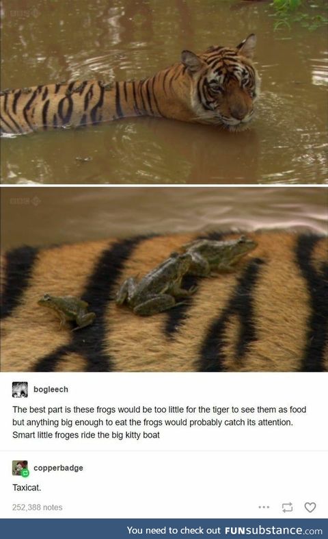 Taxicat Tiger giving frogs a lift