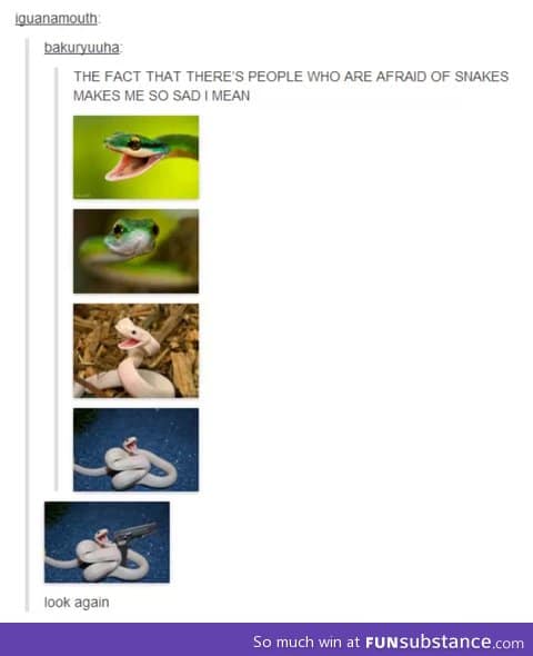 Cute snakes