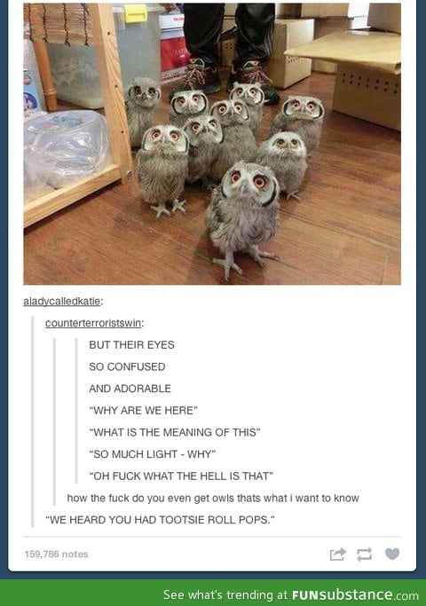 Owl eyes