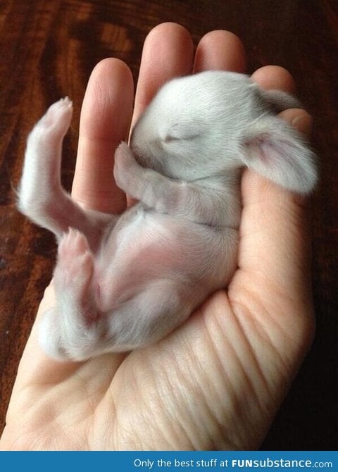 Newborn bunny