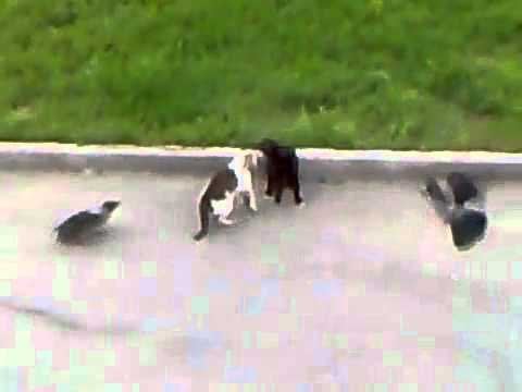 Awesome Cat Fight