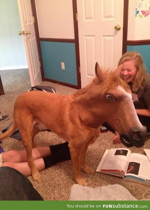 my friend thought it was a real horse