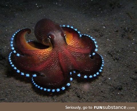 Coconut Octopuses Aren't Just Nutty, They're Also Really Pretty