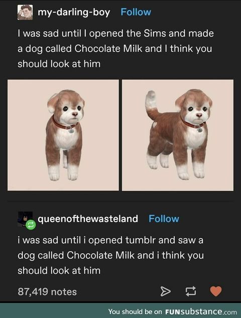 A dog called chocolate milk