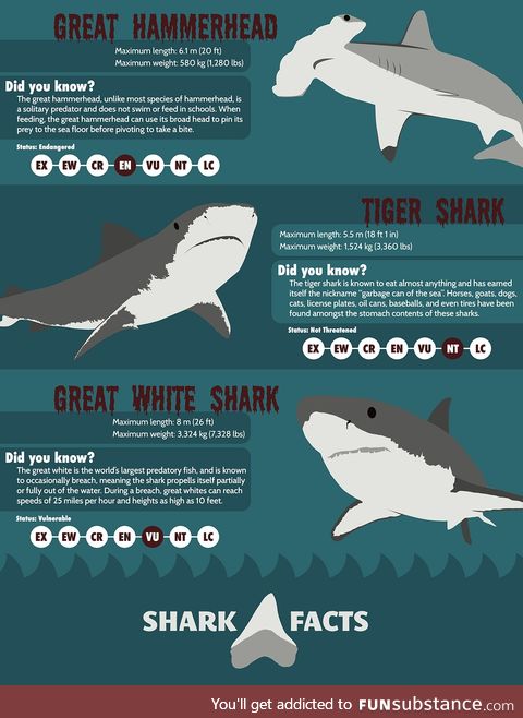 Shark Attack #17 - Bite-Sized Shark Facts