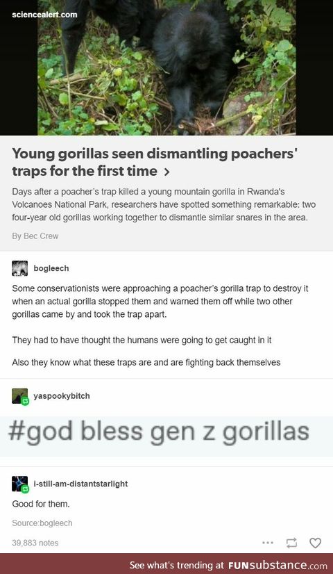 Gorillas dismantling poacher traps