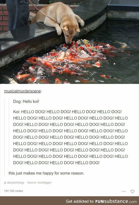 HELLO DOG