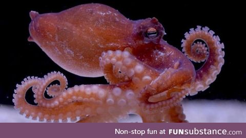 Tako Tuesday Week 10 - Star-Sucker Pygmy Octopus