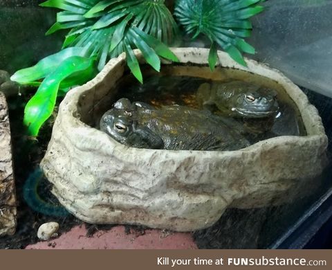 Froggo Fun #517 - Chillin' in the Pool