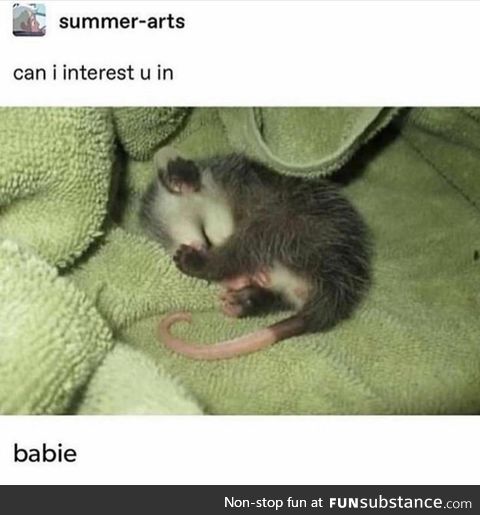 Can I interest you in babie possum?