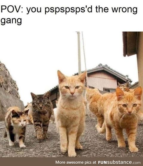 Cat gang