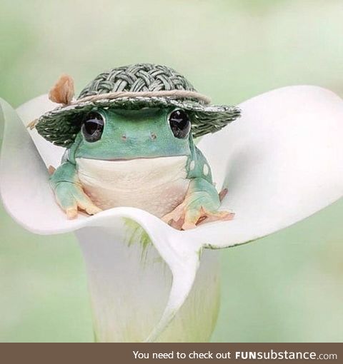 Froggo Fun #521 - Straw Hat Season