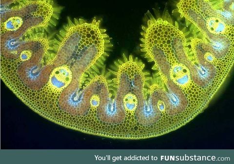 Happy grass under a microscope