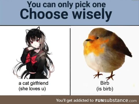 Is birb