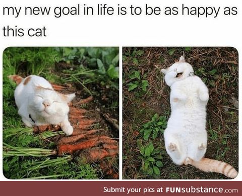 Goal to be as happy as this cat