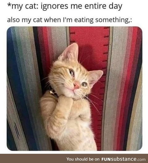 Cat when you're eating something