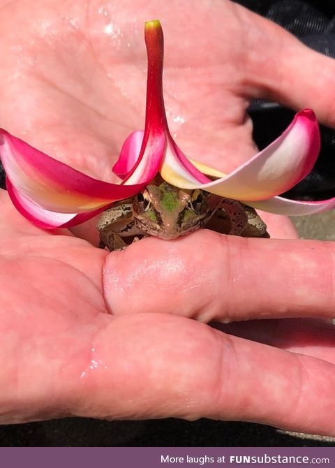 Froggo Fun #529 - Best Sun Hat