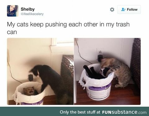 Cats pushing each other in the trash