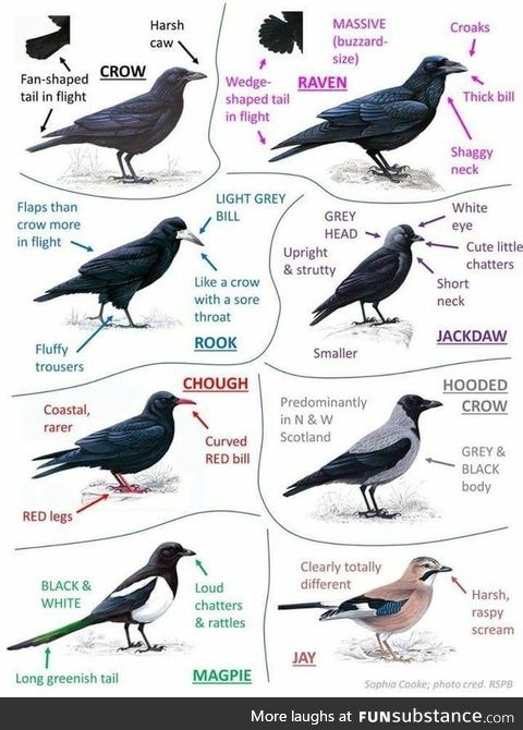 Corvids Flaps Than Crow More In Flight