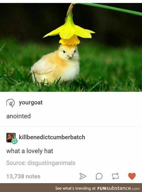 Anointed Chick in Lovely Hat