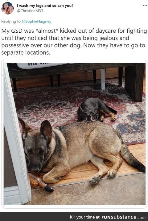 Protective doggo