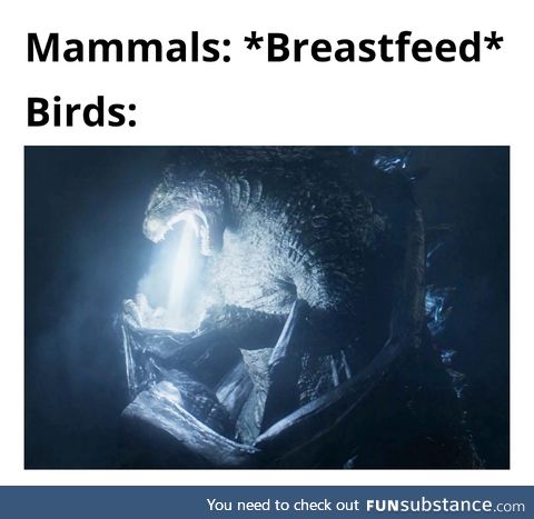 Birds are quite interesting creatures.