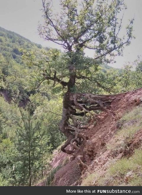 The tree that just doesn't give up....