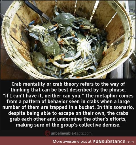 The crab bucket