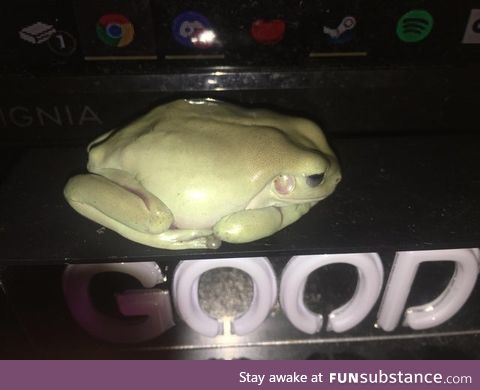 Froggo Fun #549 - Yes, They Are