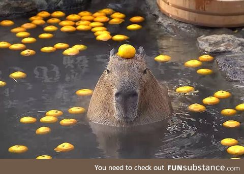 My goal is to be as calm as this capybara