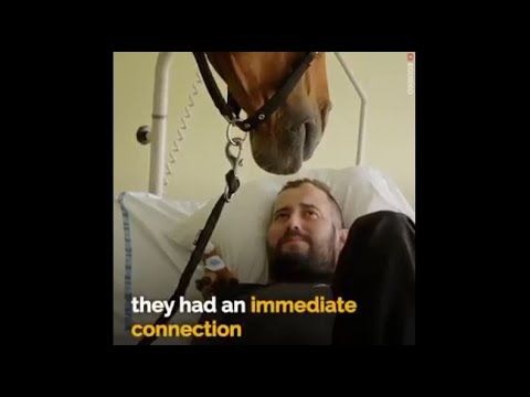 Peyo the emotional support horse