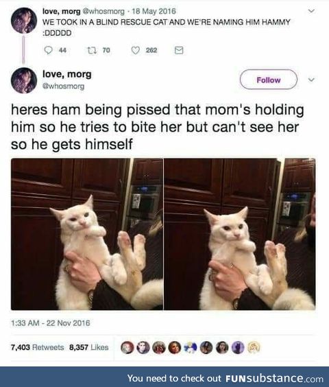 Blind cat named ham