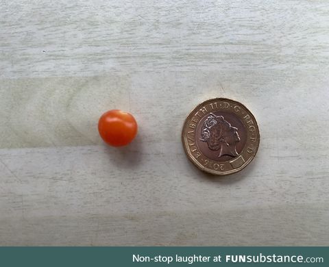 My dad’s decided to grow tomatoes this year, here is the harvest