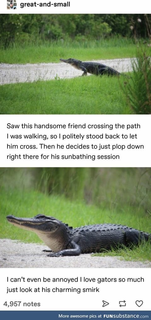 Gator on the path
